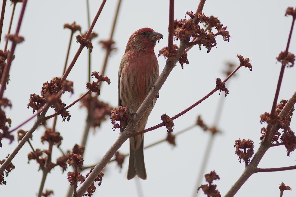 House Finch - ML331803151