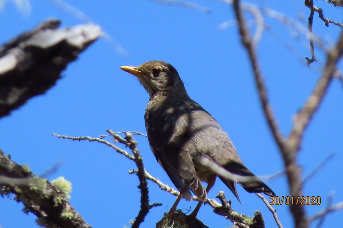 Austral Thrush - ML331803371