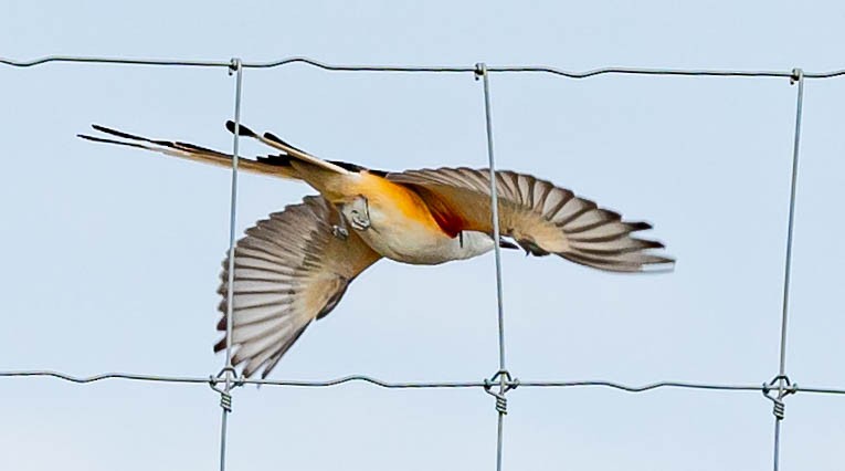 Scissor-tailed Flycatcher - Robert Bochenek