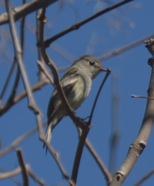 Hammond's Flycatcher - ML331803471