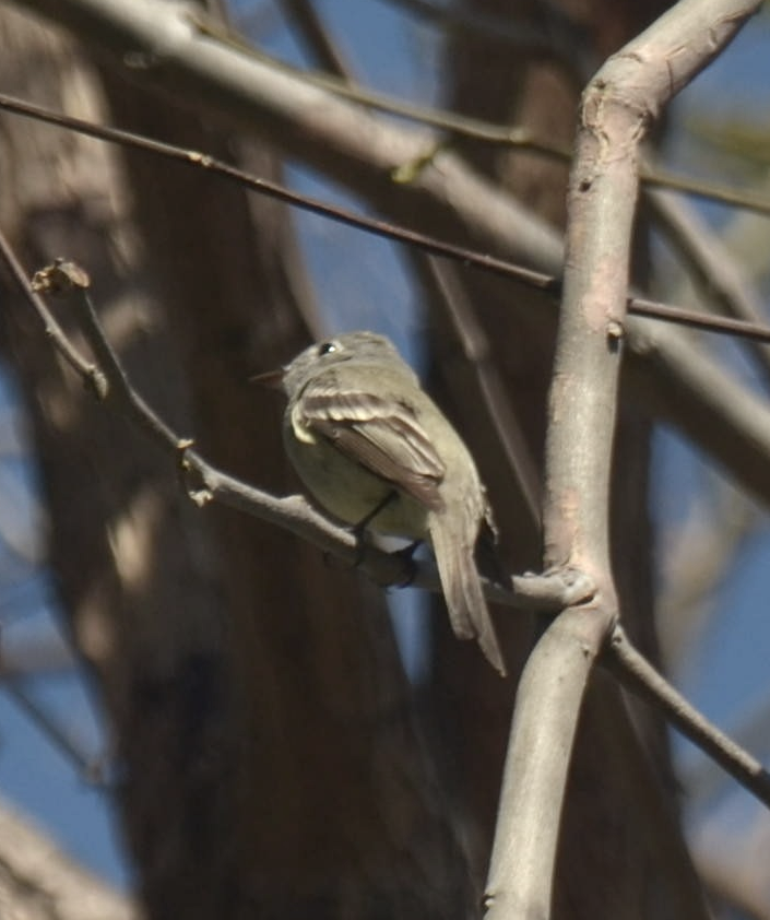 Hammond's Flycatcher - ML331803481