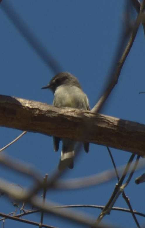Hammond's Flycatcher - ML331803491