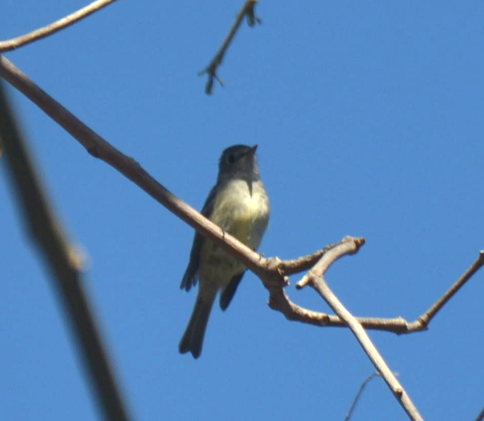 Hammond's Flycatcher - ML331803531