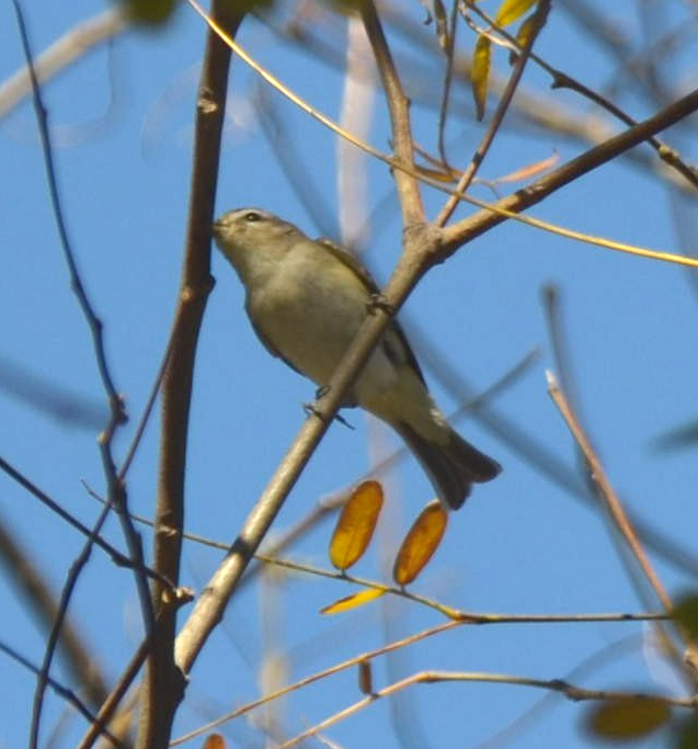 Warbling Vireo (Western) - ML331803591