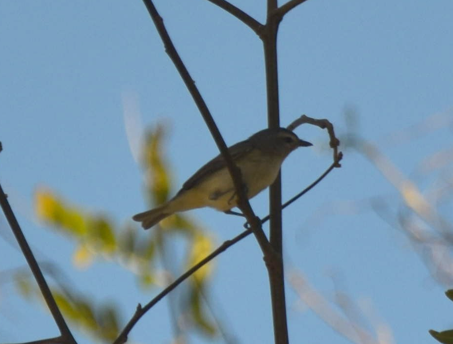 Warbling Vireo (Western) - ML331803631