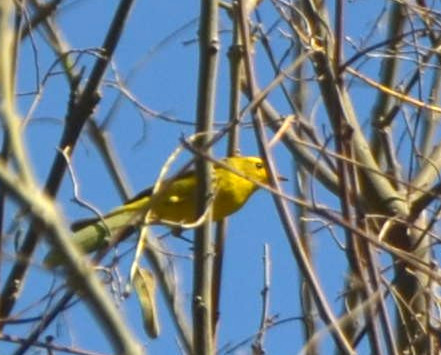 Yellow Warbler (Northern) - ML331803711