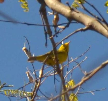 Yellow Warbler (Northern) - ML331803721