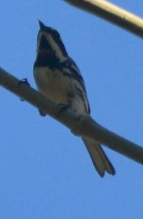 Black-throated Gray Warbler - ML331803931