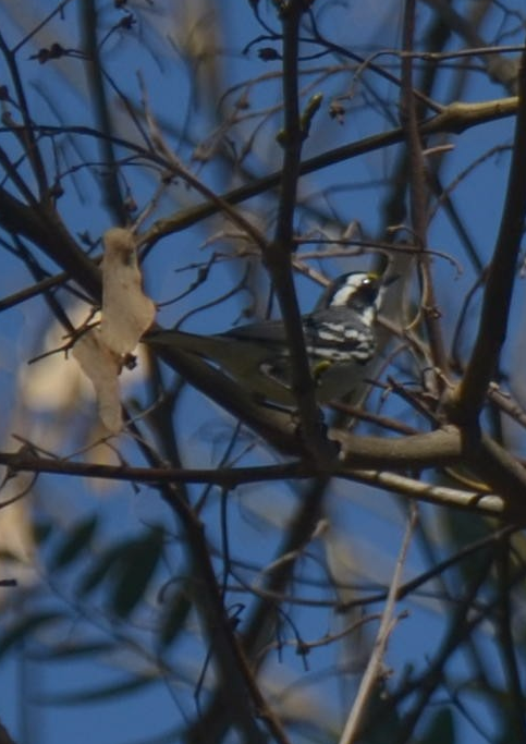 Black-throated Gray Warbler - ML331803951
