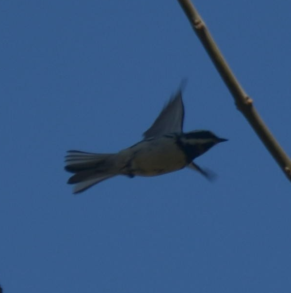 Black-throated Gray Warbler - ML331803981