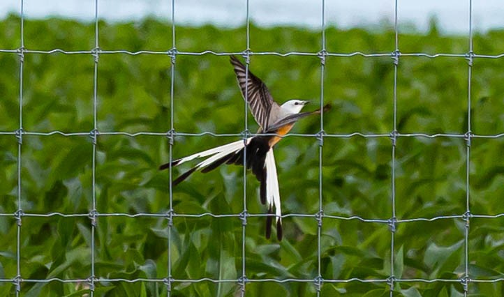 Scissor-tailed Flycatcher - Robert Bochenek