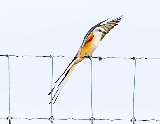 Scissor-tailed Flycatcher - Robert Bochenek