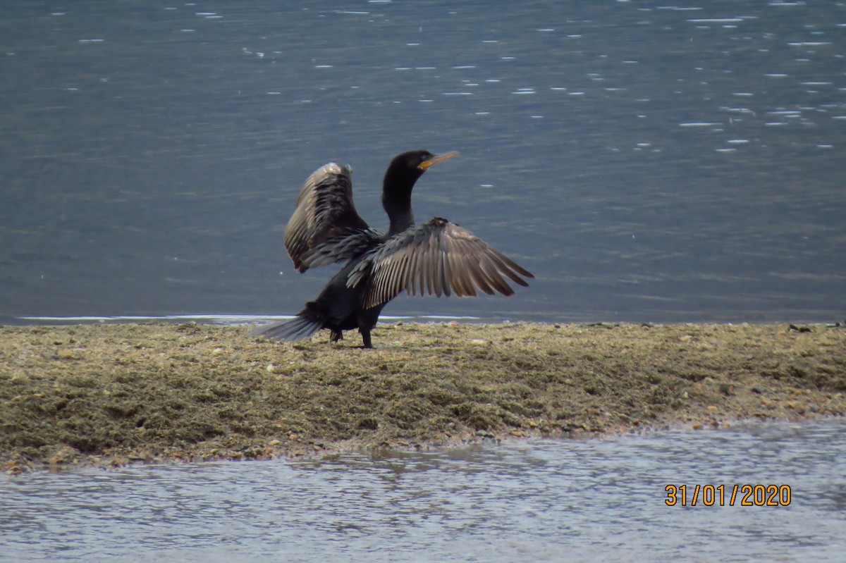 Neotropic Cormorant - ML331805251