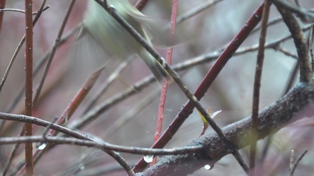 Ruby-crowned Kinglet - ML331805511