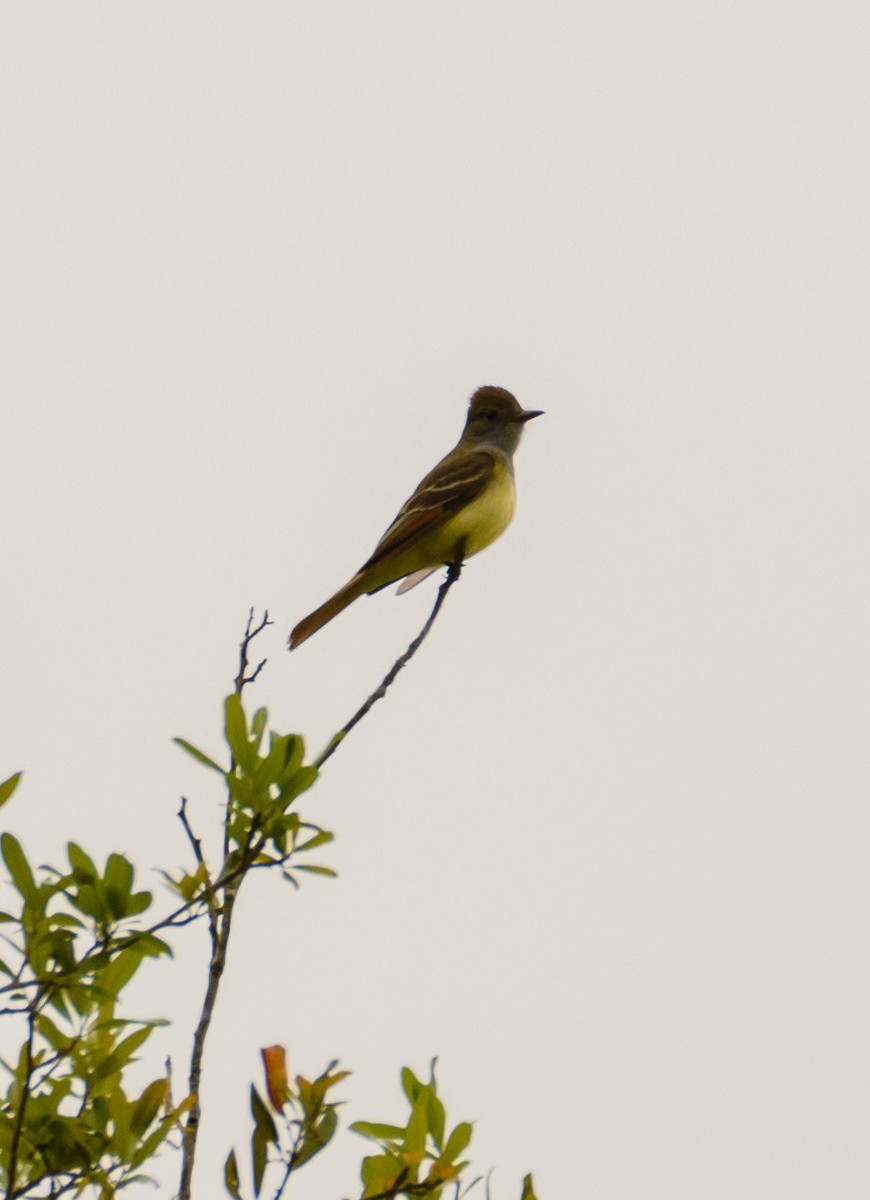 Great Crested Flycatcher - ML331805531