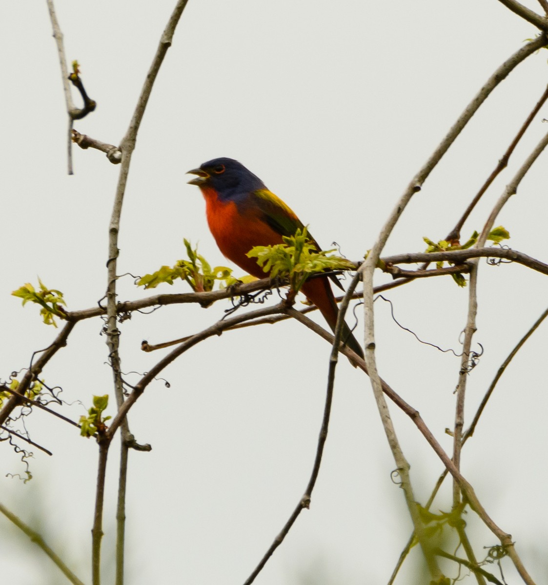 Painted Bunting - ML331805721