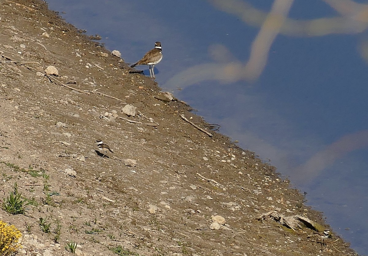 Killdeer - ML331806911