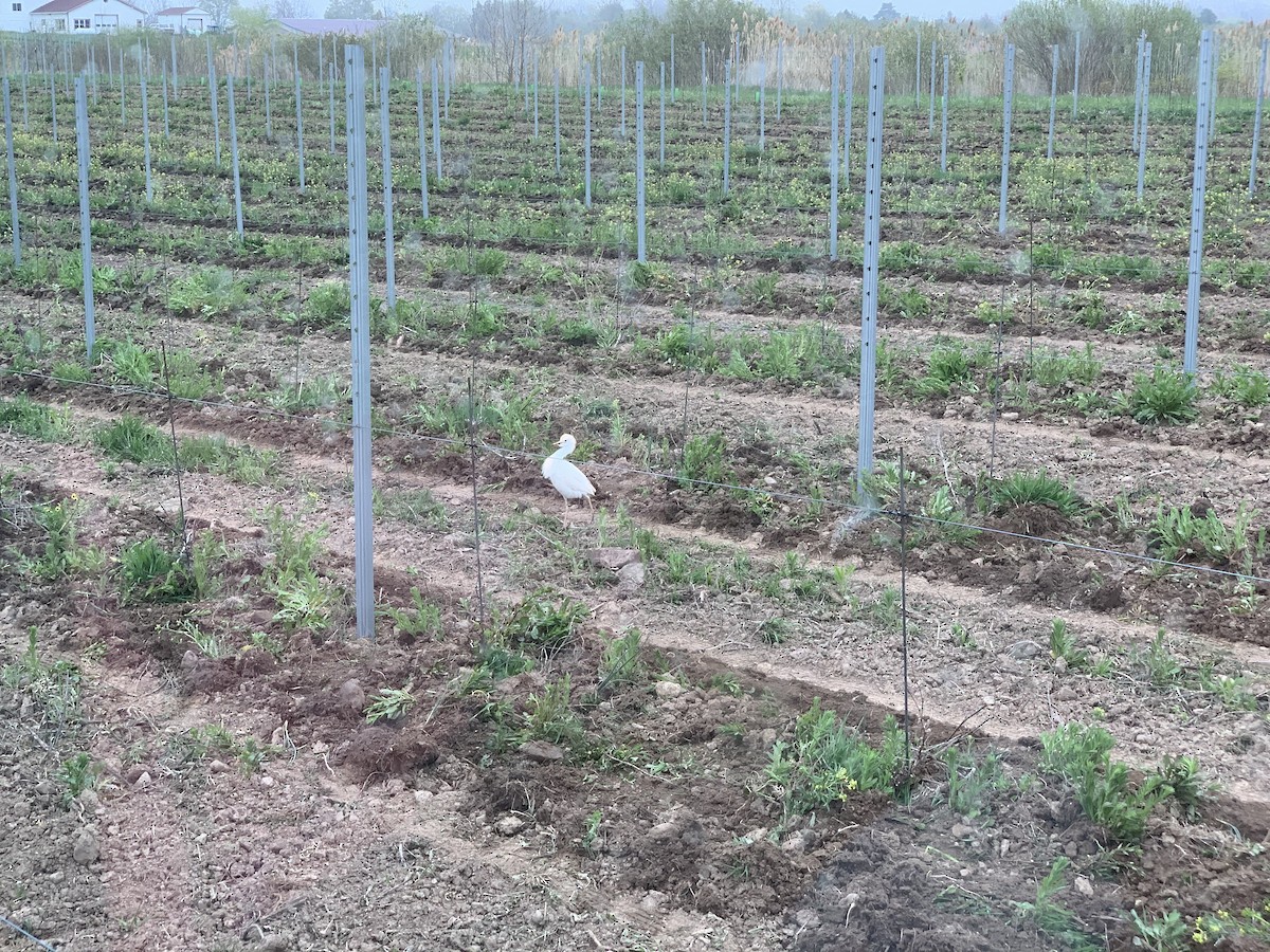 Western Cattle-Egret - WNY Records