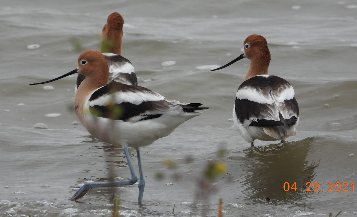 American Avocet - ML331808811