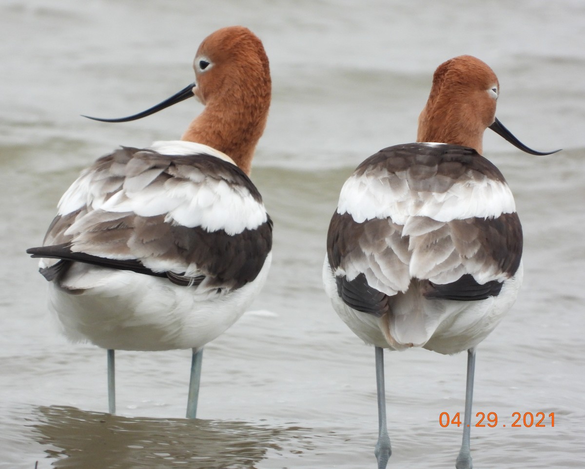 American Avocet - ML331808901