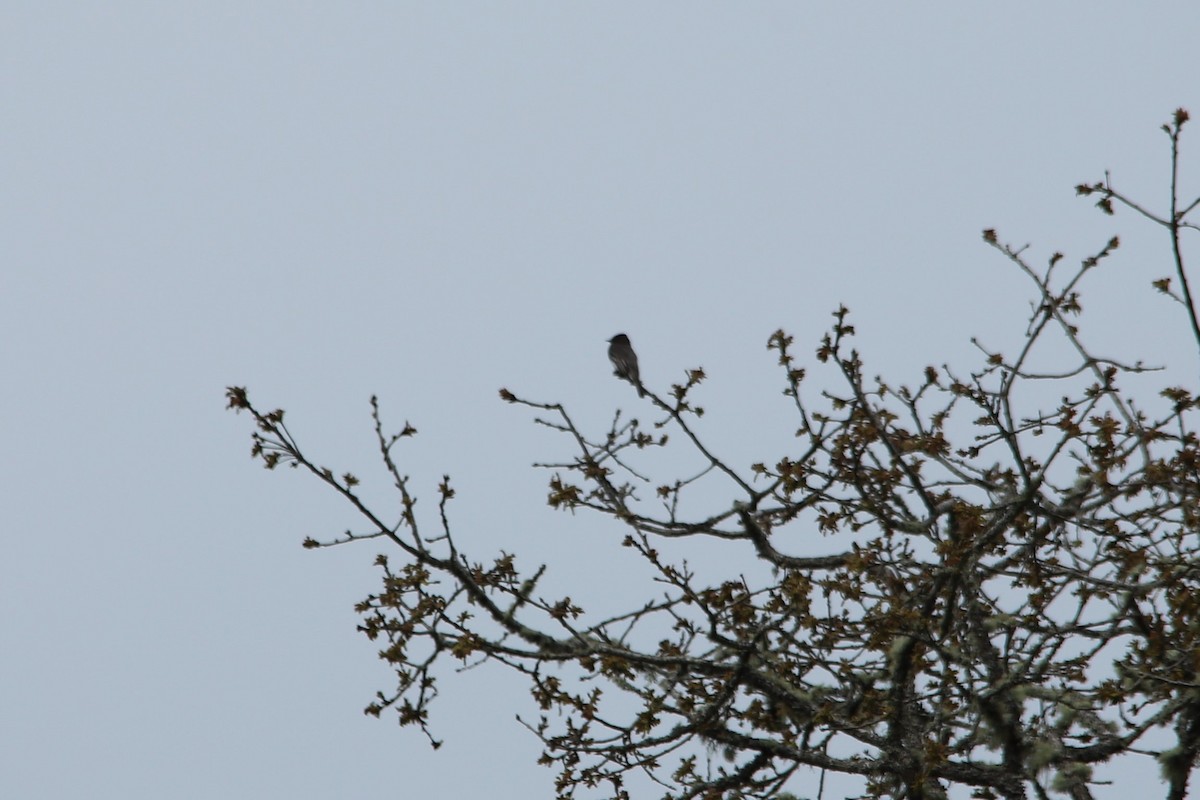 Black Phoebe - Grace Thornton