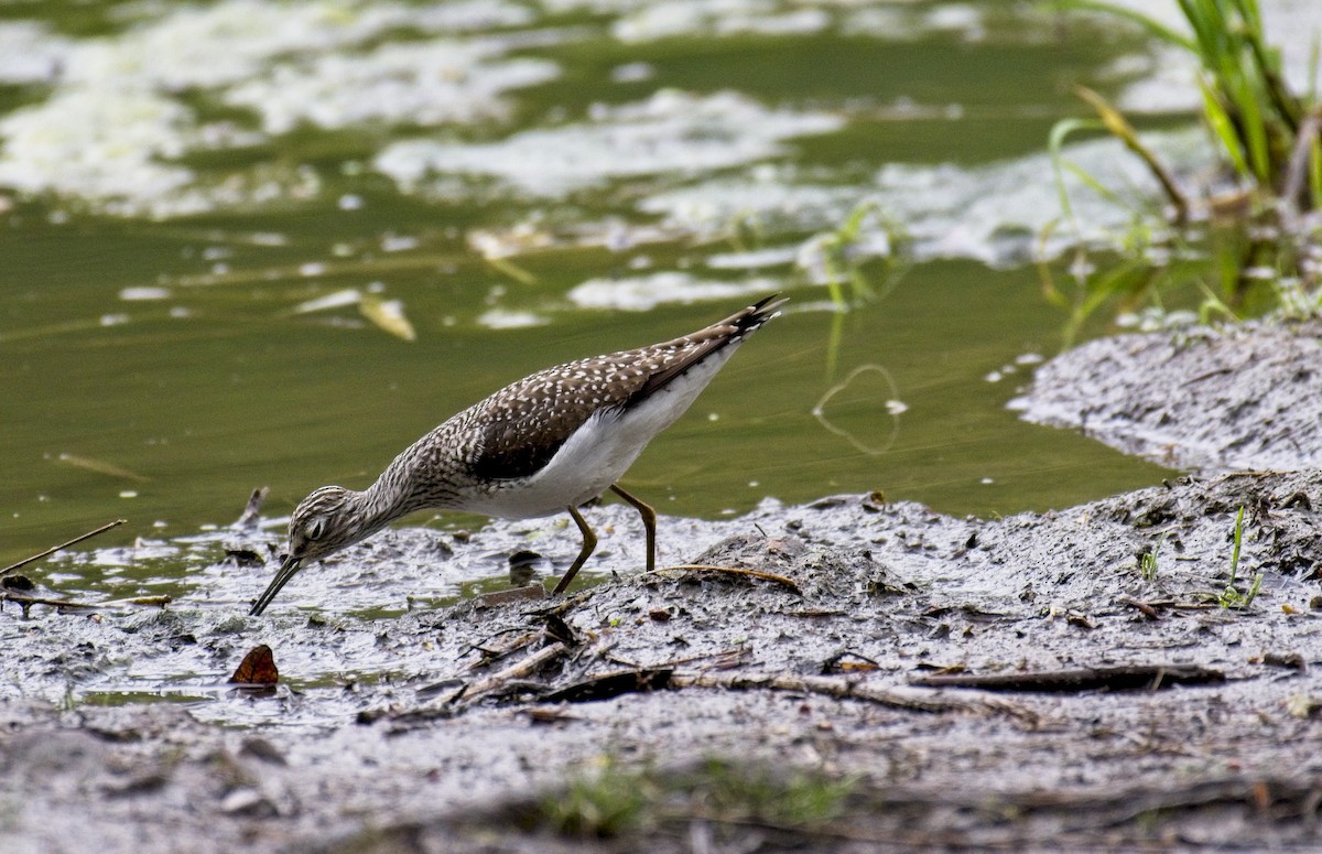 Solitary Sandpiper - ML331811451