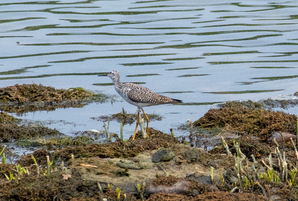 Lesser Yellowlegs - ML331812701