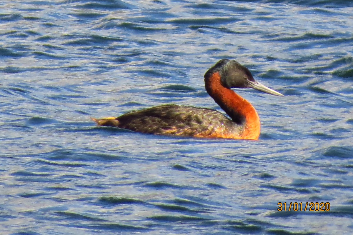 Great Grebe - ML331814791