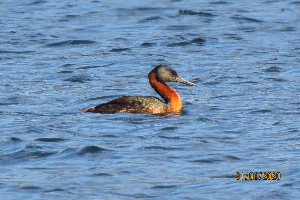 Great Grebe - ML331814811