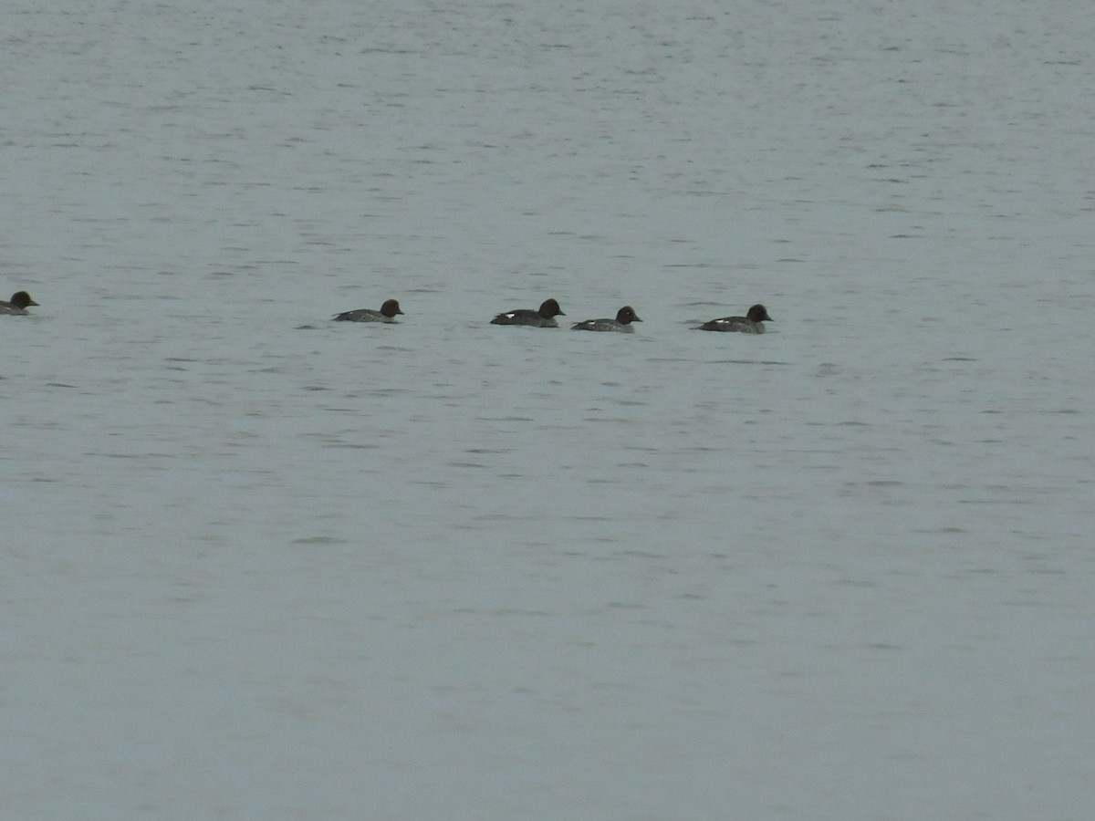 Common Goldeneye - ML331818771