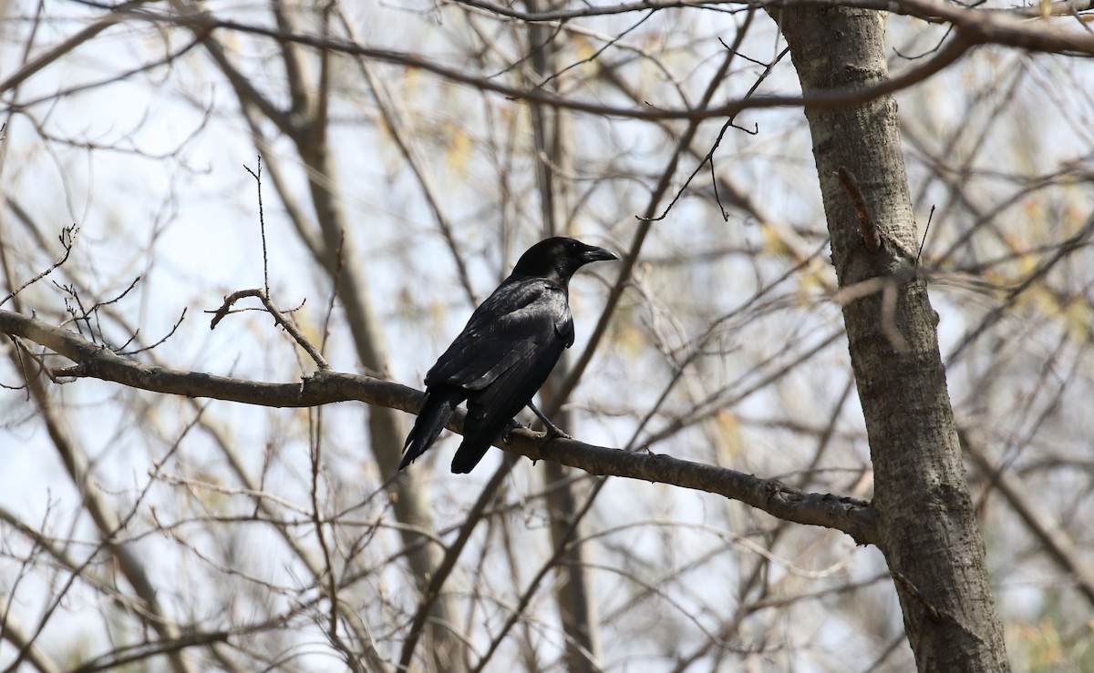 Common Raven - ML331819131