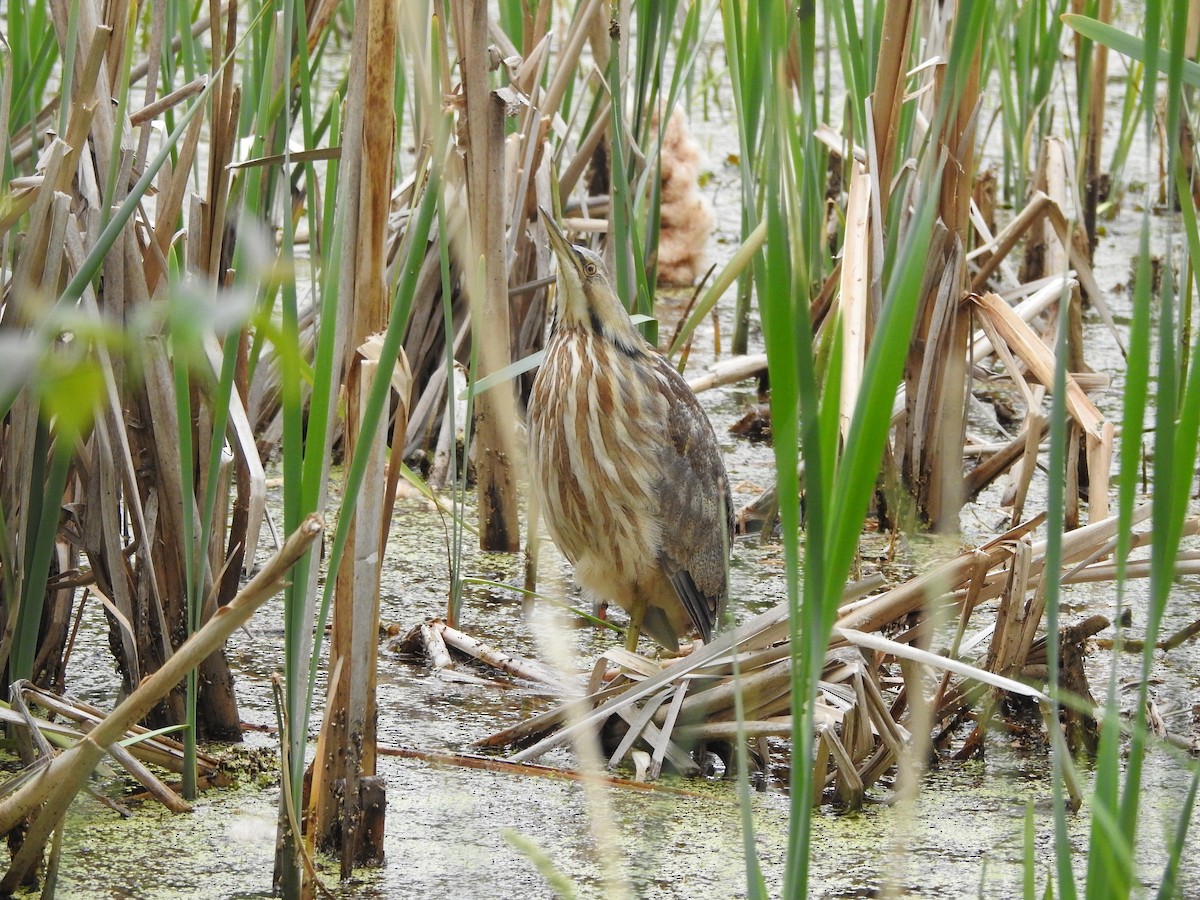 American Bittern - ML331820111