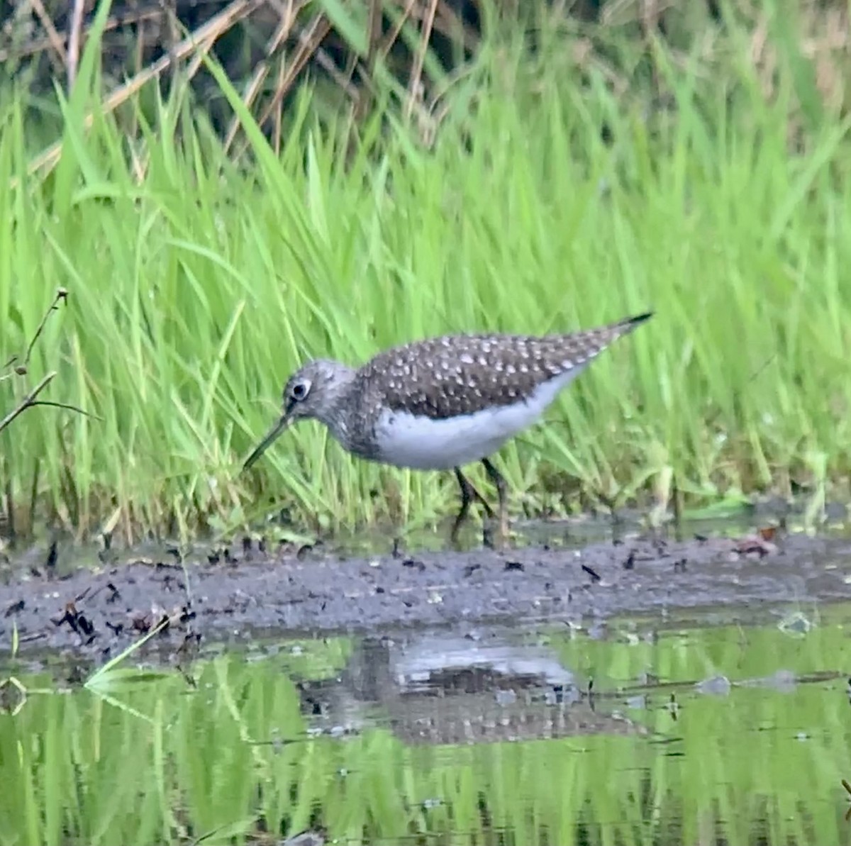 eremittsnipe (solitaria) - ML331820231