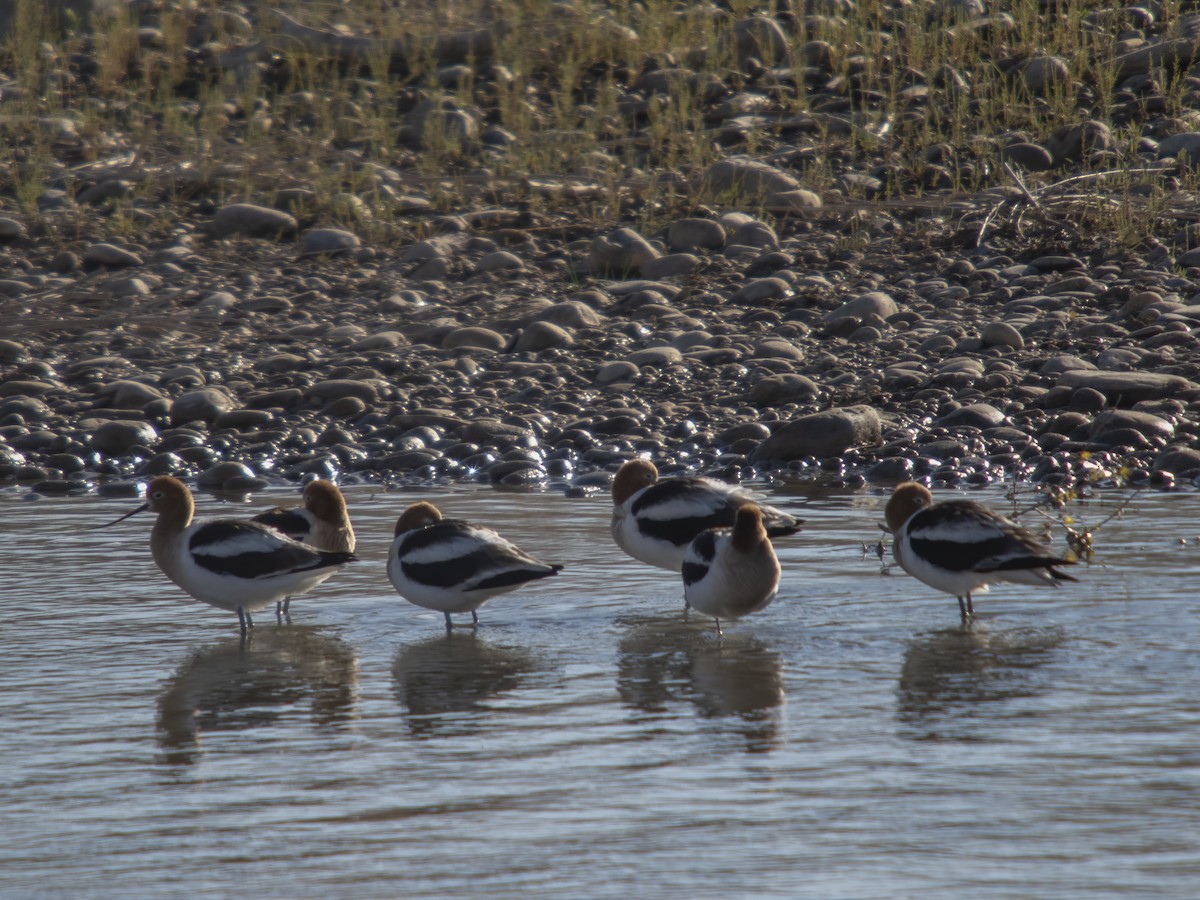 American Avocet - ML331821301