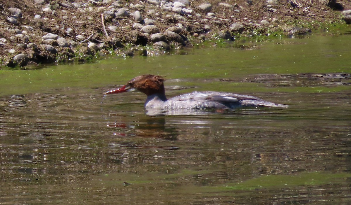 Common Merganser - David Smith