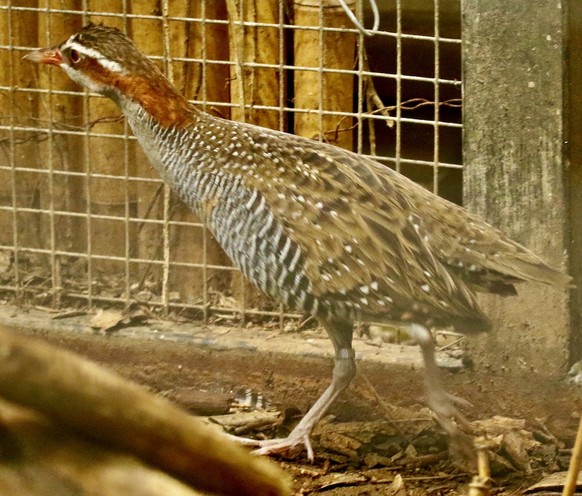 Buff-banded Rail - ML331823671