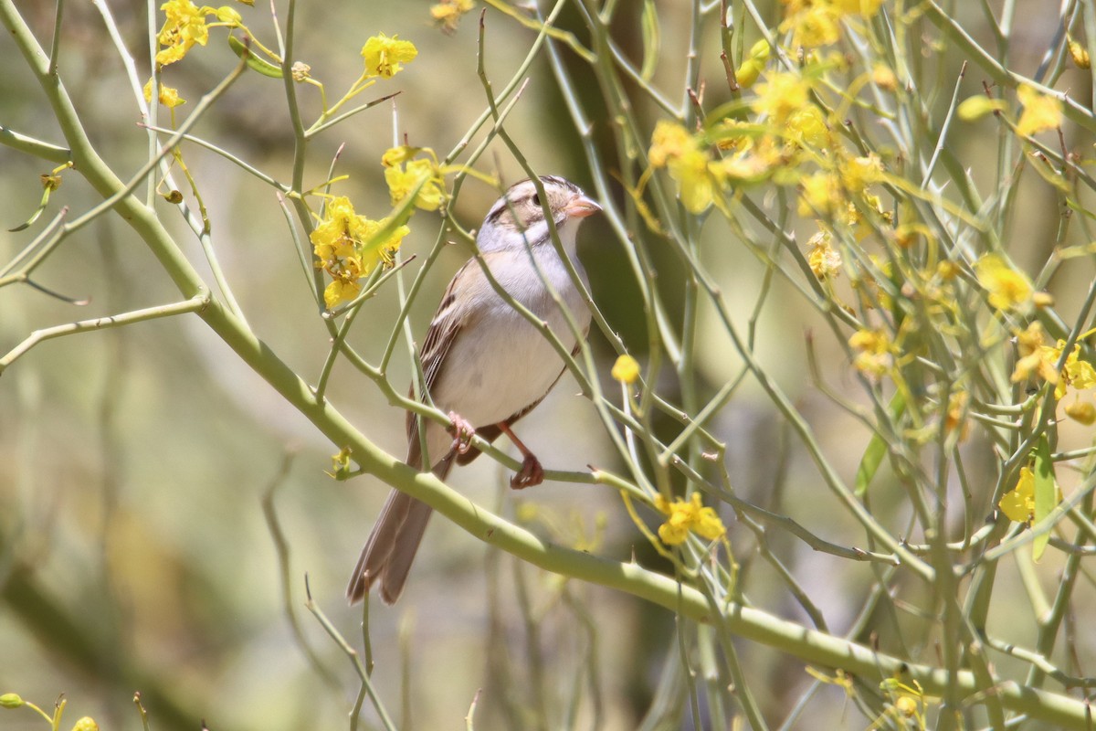 Clay-colored Sparrow - Diana Spangler