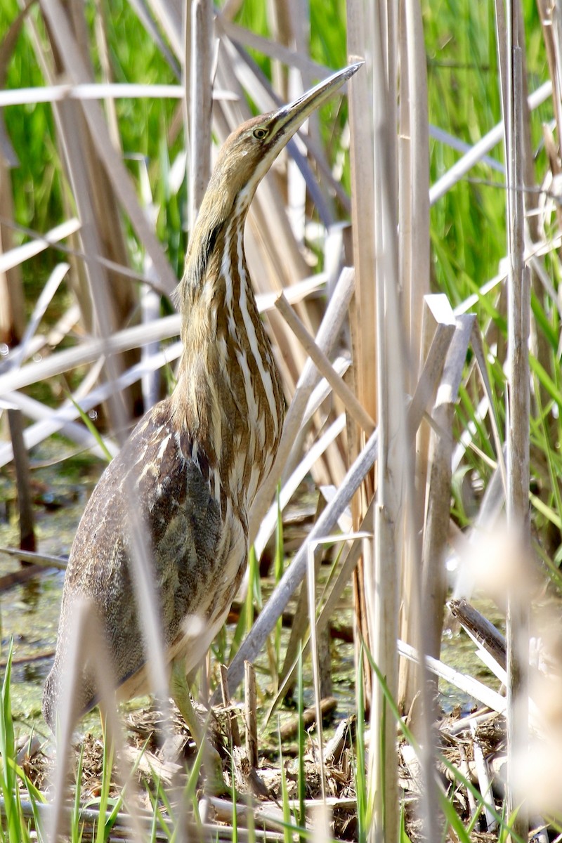 American Bittern - Rob Keys