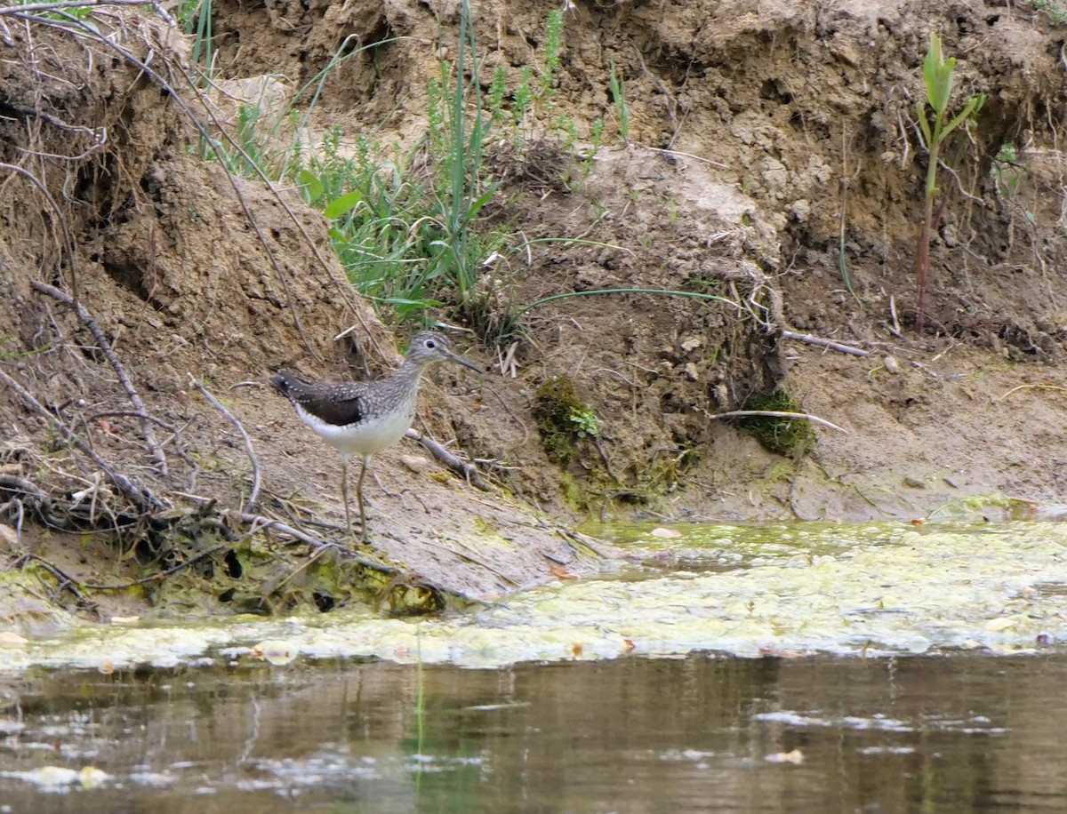 Solitary Sandpiper - ML331825031