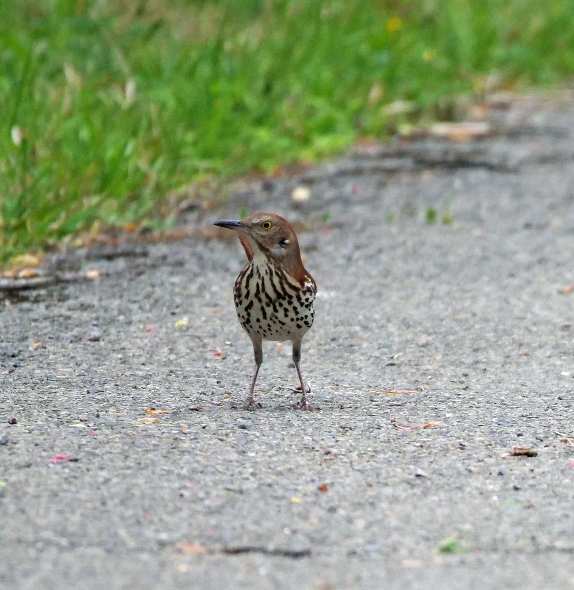 Brown Thrasher - ML331825161