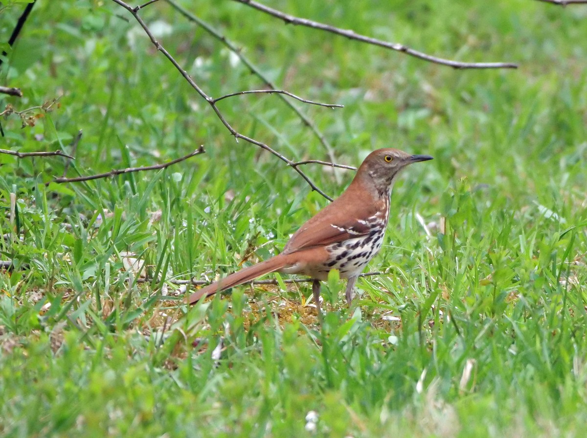 Brown Thrasher - ML331825181