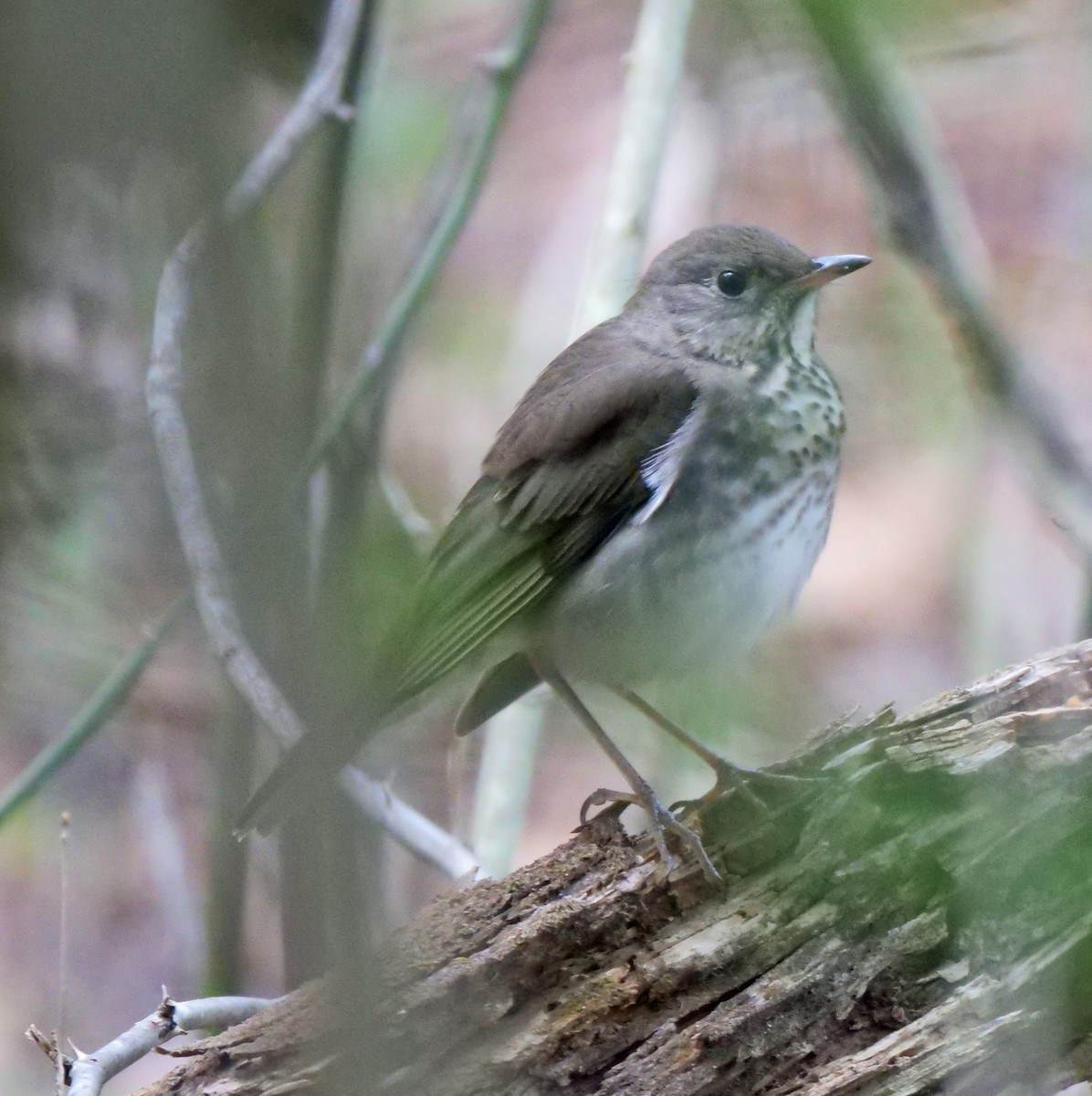 Gray-cheeked Thrush - ML331825241