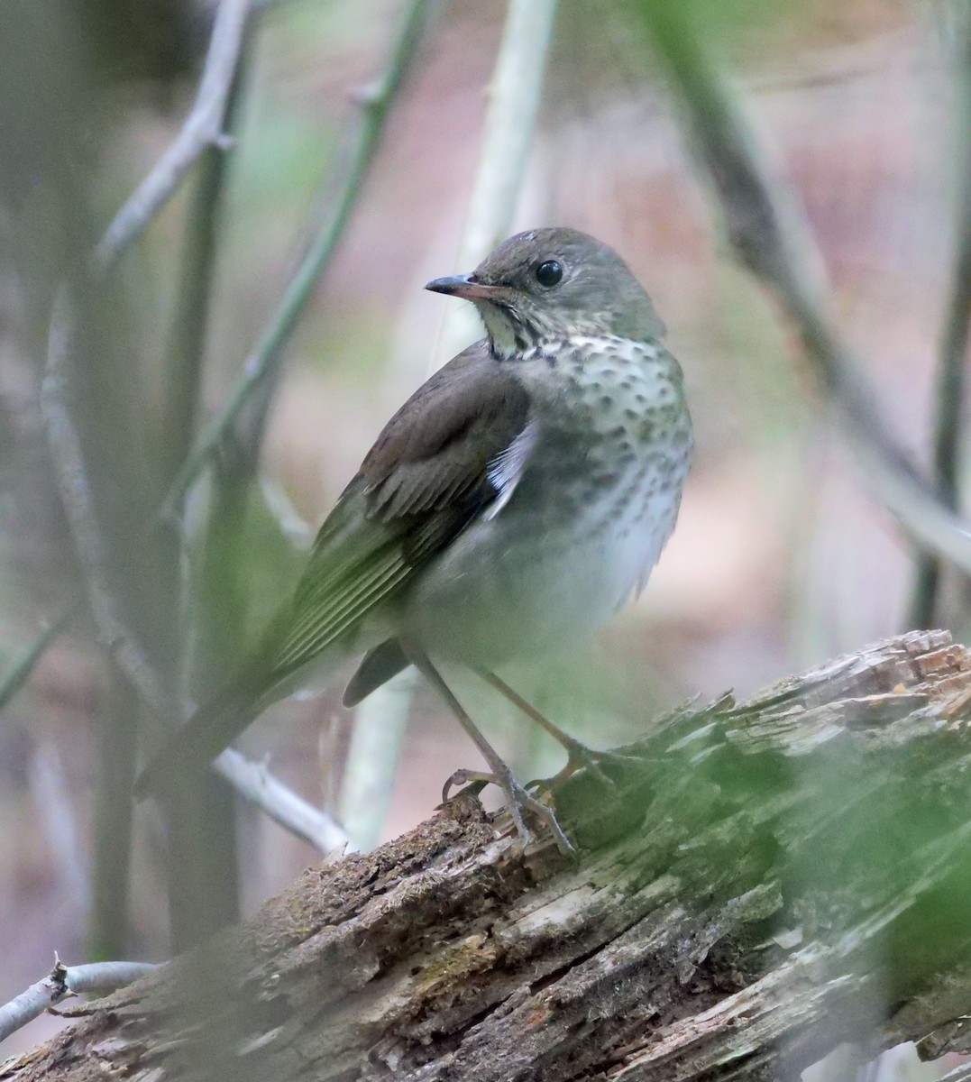 Gray-cheeked Thrush - Kristi DeCourcy