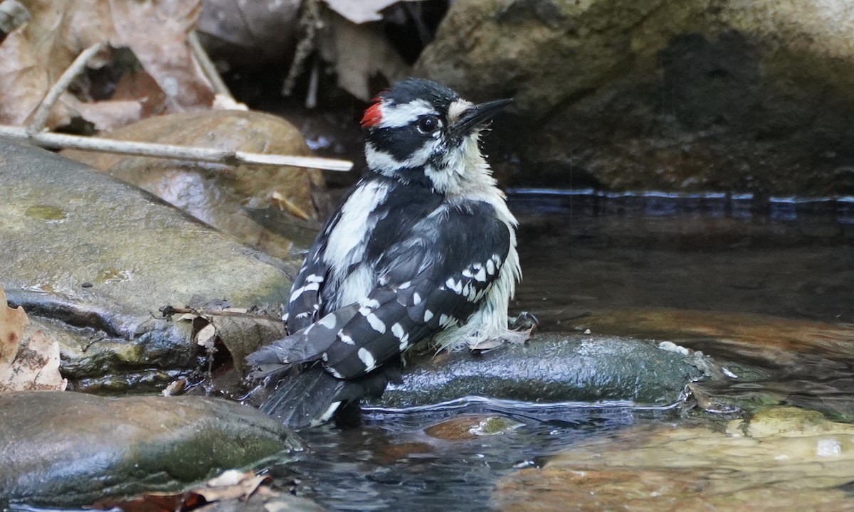 Downy Woodpecker - ML331825391