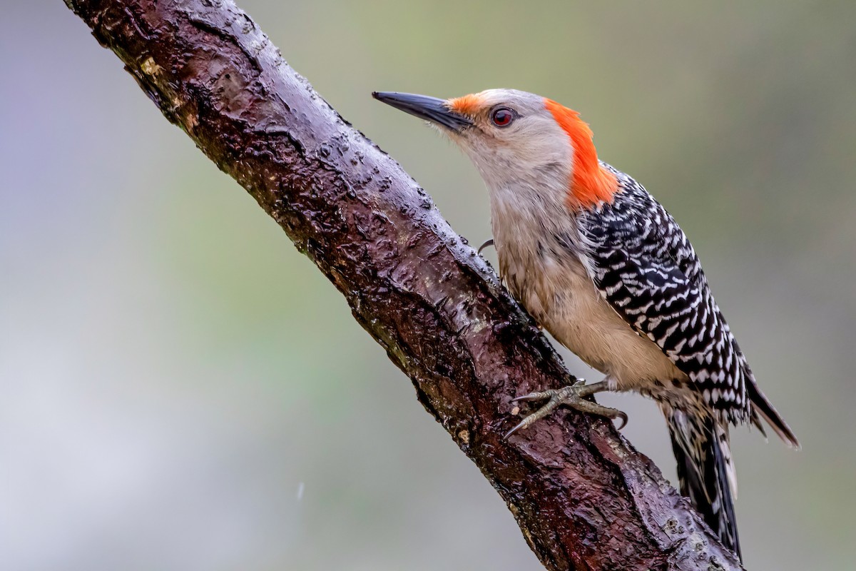 Red-bellied Woodpecker - ML331826221