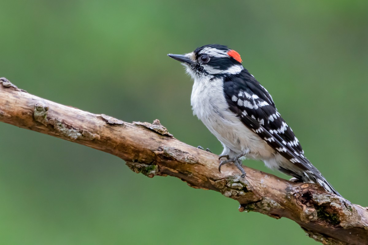 Downy Woodpecker - ML331826391