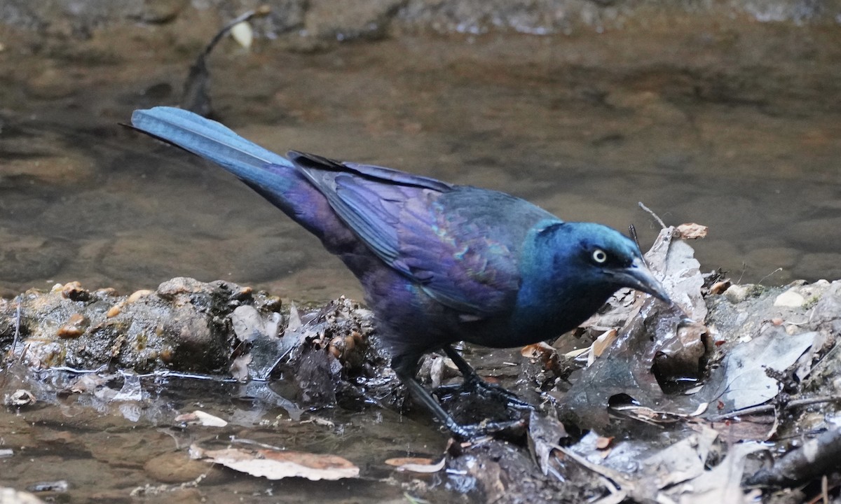 Common Grackle - ML331827911