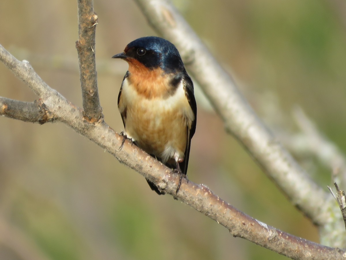 Barn Swallow - ML331828791