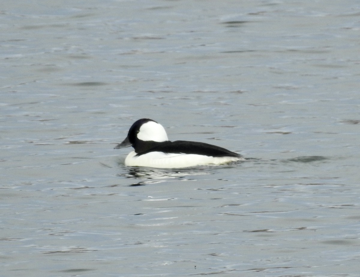 Bufflehead - Richard Lepage