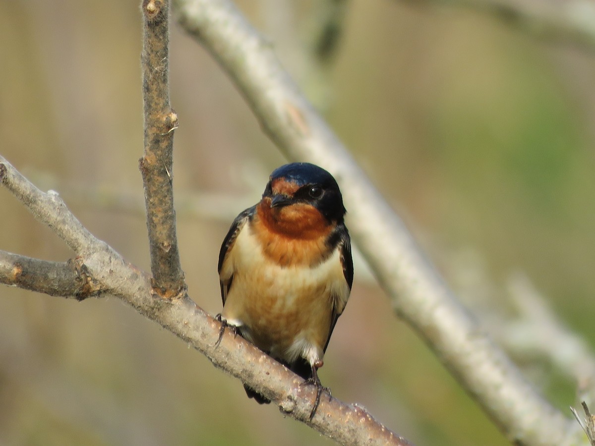 Barn Swallow - ML331829061